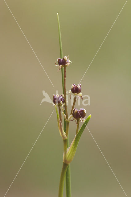 Veenbloembies (Scheuchzeria palustris)