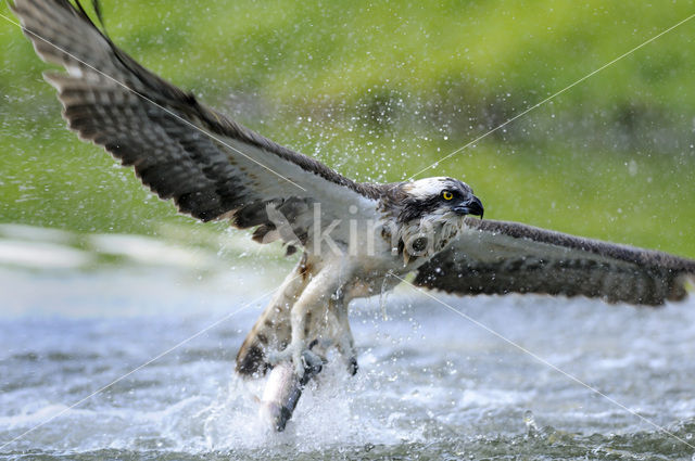 Visarend (Pandion haliaetus)