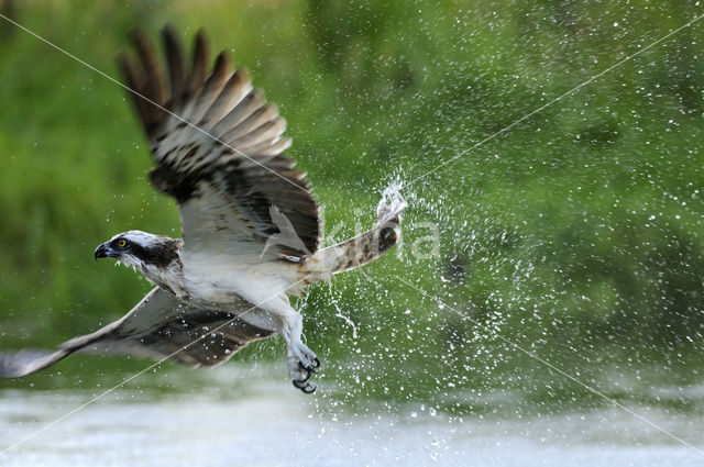 Visarend (Pandion haliaetus)