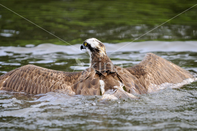 Visarend (Pandion haliaetus)