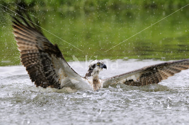 Visarend (Pandion haliaetus)