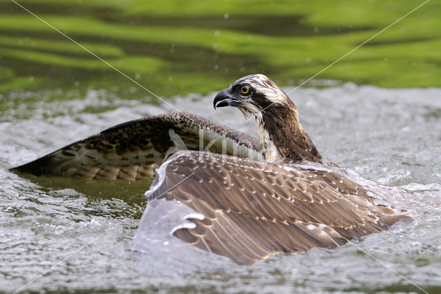 Visarend (Pandion haliaetus)