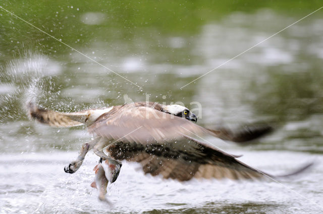 Visarend (Pandion haliaetus)