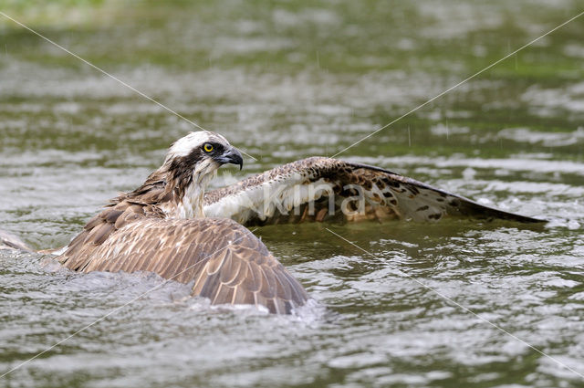 Visarend (Pandion haliaetus)