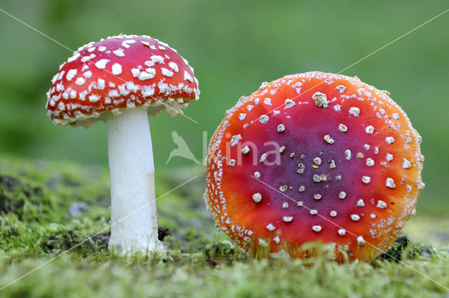 Vliegenzwam (Amanita muscaria)