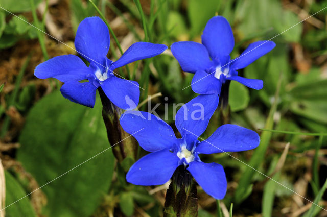 Voorjaarsgentiaan (Gentiana verna)