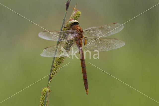 Vroege glazenmaker (Aeshna isosceles)