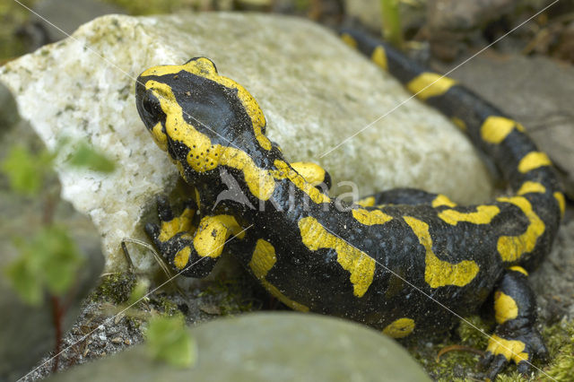 Vuursalamander (Salamandra salamandra)