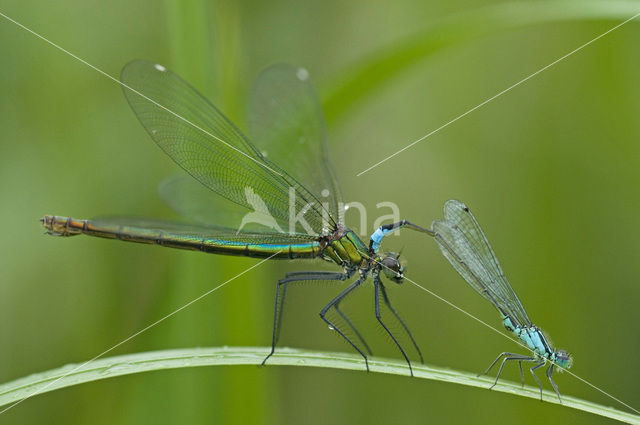 Weidebeekjuffer (Calopteryx splendens)