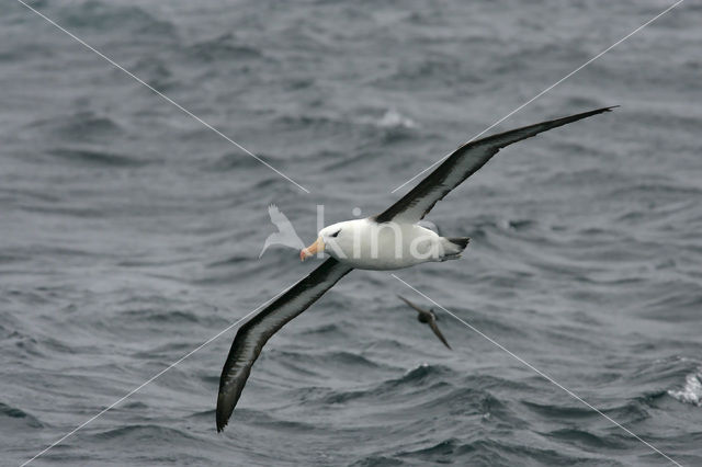 Wenkbrauwalbatros (Thalassarche melanophrys)