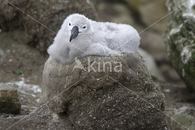 Wenkbrauwalbatros (Thalassarche melanophrys)