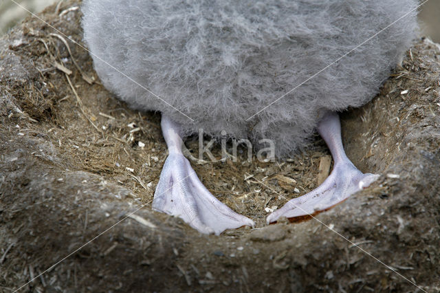 Wenkbrauwalbatros (Thalassarche melanophrys)