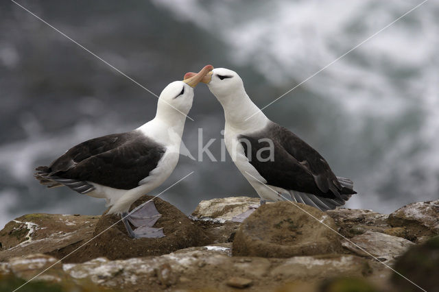 Wenkbrauwalbatros (Thalassarche melanophrys)