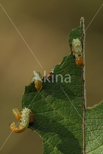 Wilgenbladwesp (Nematus salicis)