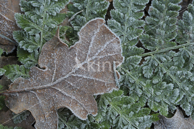 Wintereik (Quercus petraea)