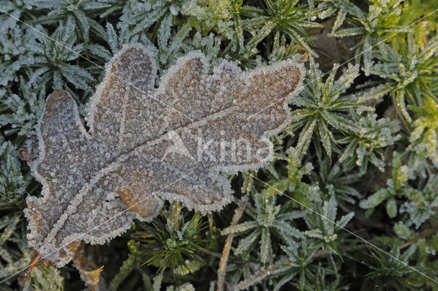 Wintereik (Quercus petraea)