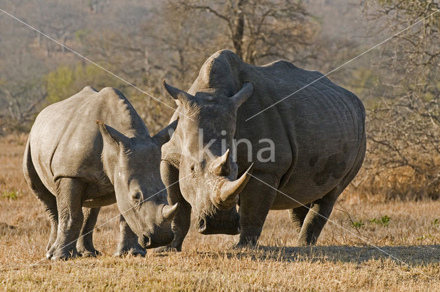 Witte neushoorn