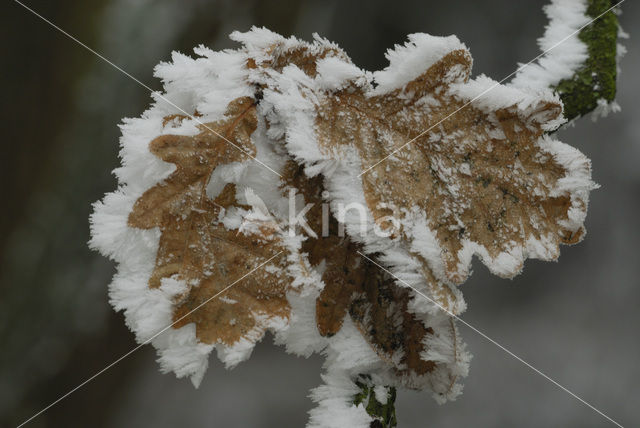 Zomereik (Quercus robur)