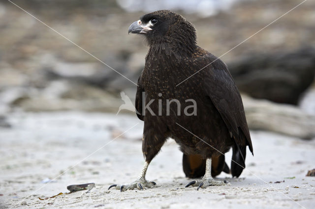 Zuidelijke Caracara