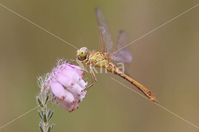 Zuidelijke heidelibel (Sympetrum meridionale)