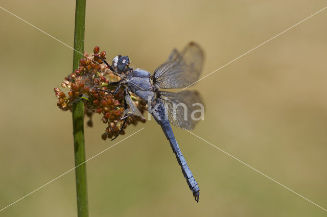 Zuidelijke oeverlibel (Orthetrum brunneum)