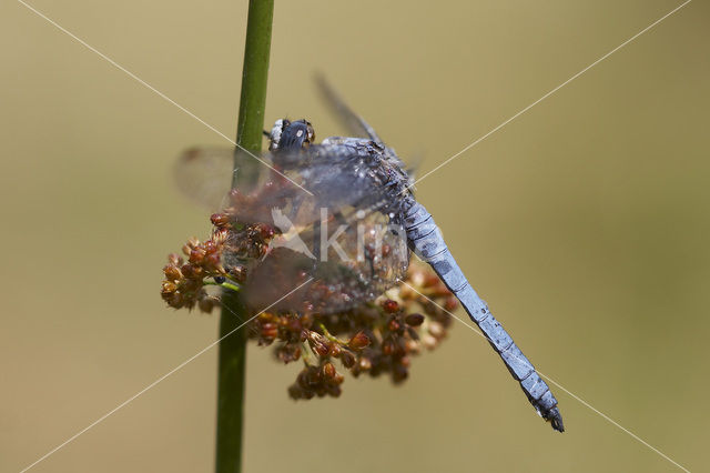 Zuidelijke oeverlibel (Orthetrum brunneum)