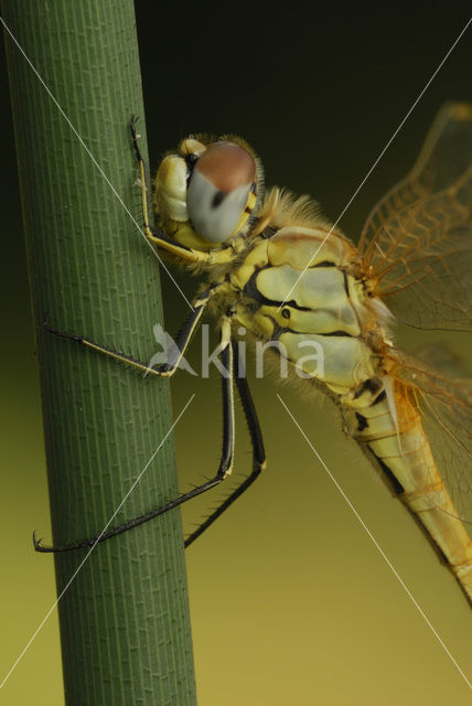 Zwervende heidelibel (Sympetrum fonscolombii)