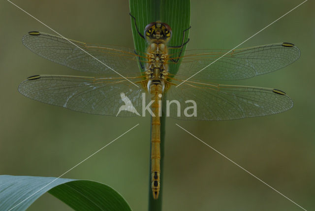 Zwervende heidelibel (Sympetrum fonscolombii)