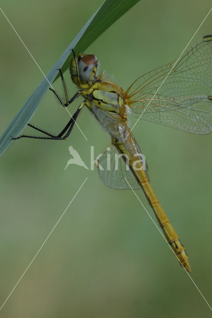 Zwervende heidelibel (Sympetrum fonscolombii)