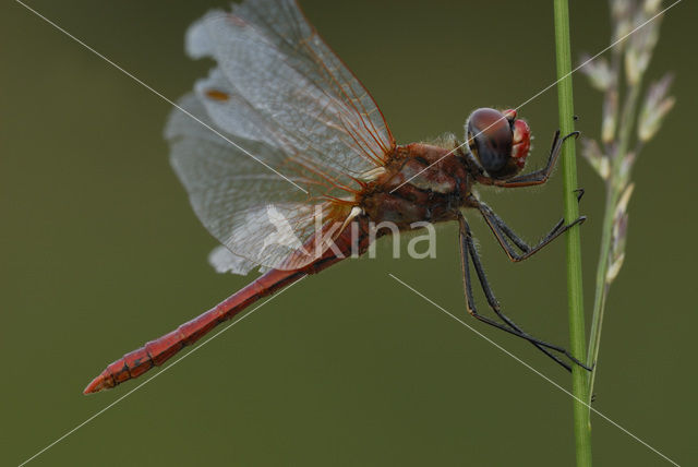 Zwervende heidelibel (Sympetrum fonscolombii)