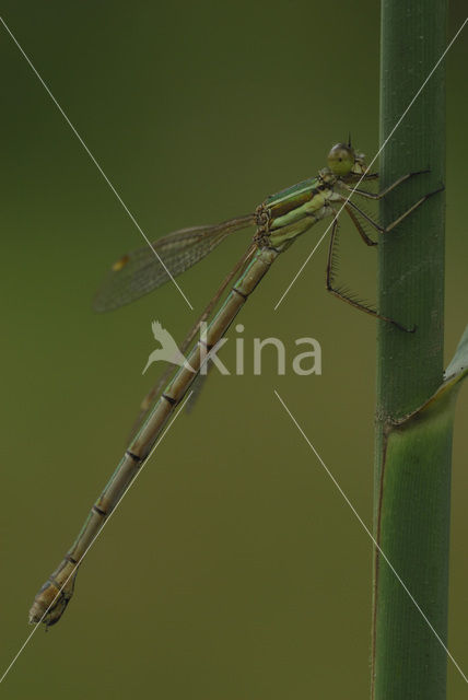 Zwervende pantserjuffer (Lestes barbarus)