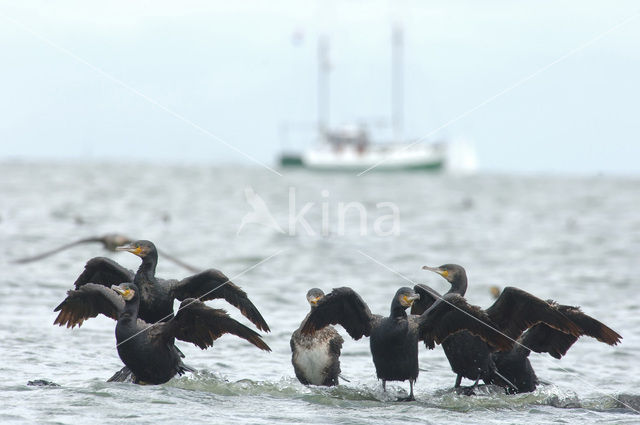 Aalscholver (Phalacrocorax carbo)