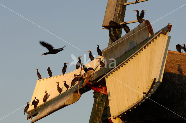 Aalscholver (Phalacrocorax carbo)