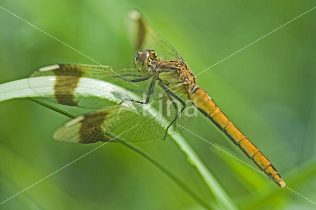 Bandheidelibel (Sympetrum pedemontanum)