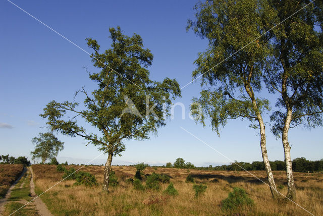 Berk (Betula)