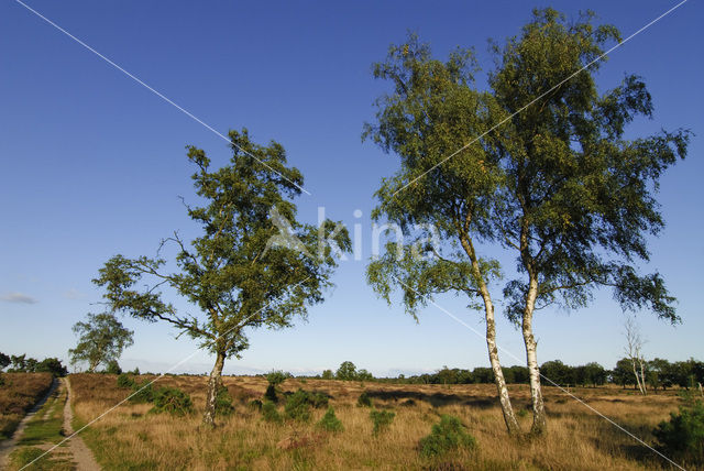 Berk (Betula)