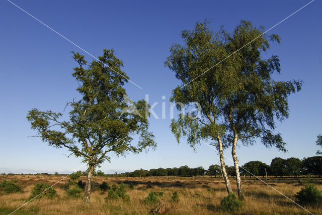 Berk (Betula)