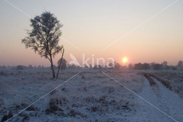 Berk (Betula)