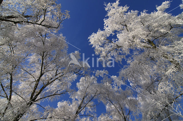 Berk (Betula)