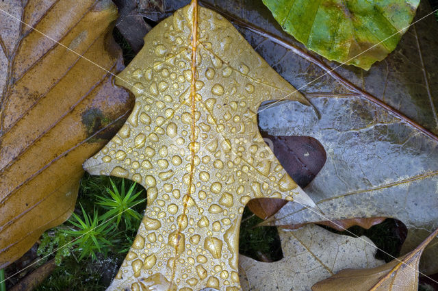 Beuk (Fagus sylvatica)