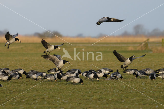 Brandgans (Branta leucopsis)