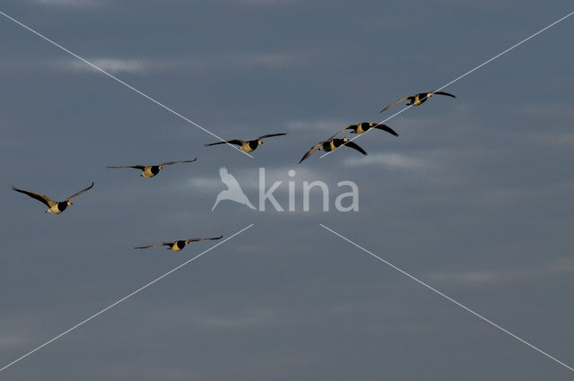 Brandgans (Branta leucopsis)