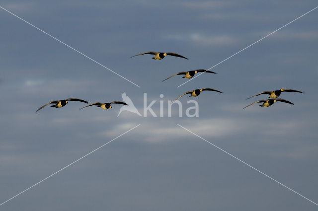 Brandgans (Branta leucopsis)