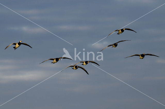 Brandgans (Branta leucopsis)