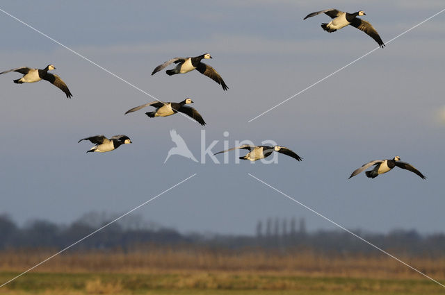 Brandgans (Branta leucopsis)