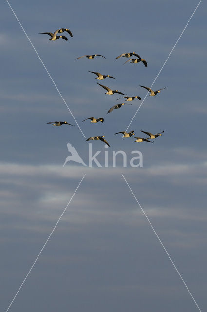 Brandgans (Branta leucopsis)