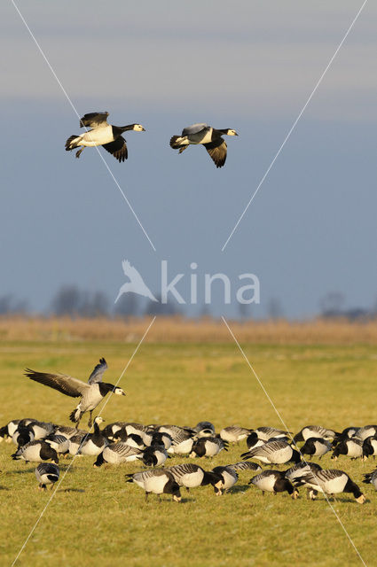 Brandgans (Branta leucopsis)