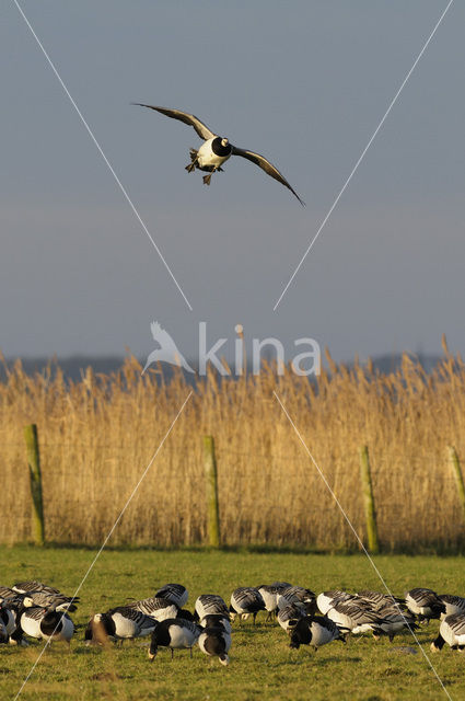 Brandgans (Branta leucopsis)