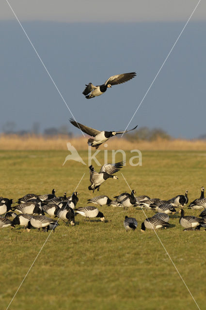 Brandgans (Branta leucopsis)