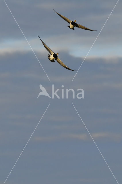 Brandgans (Branta leucopsis)